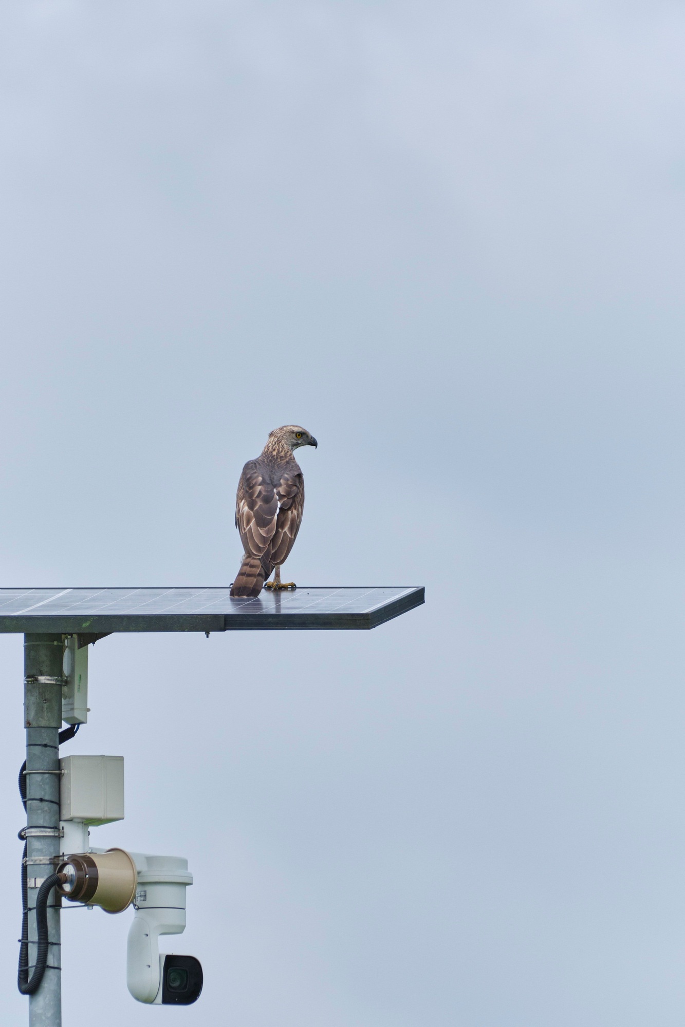 Osprey is perched on the top of a solar panel against a backdrop of a cloudy sky